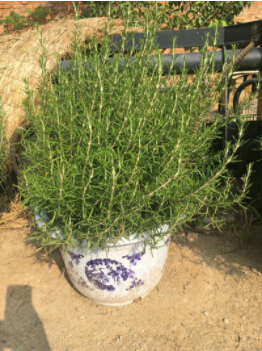 迷迭香盆景茁壯成長，有它們就夠了