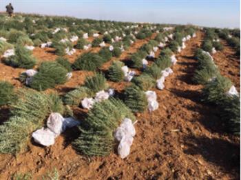 迷迭香種苗為何可以在市場中站穩腳跟