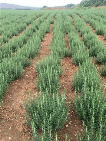 禹州這塊地里開滿“致富花”，遠(yuǎn)銷