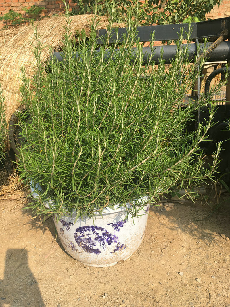  管理好你的迷迭香盆景